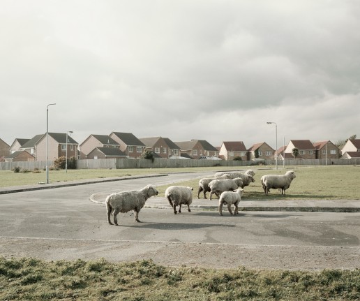 Sheep