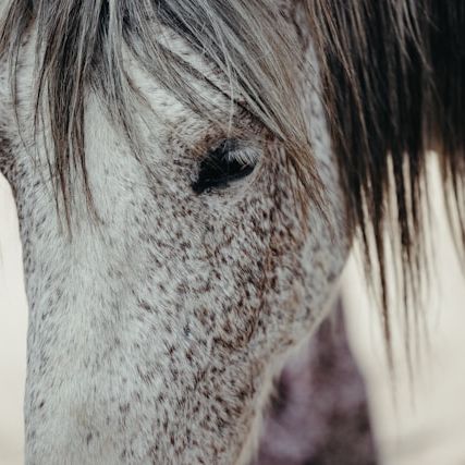 Close-up of a Lipizzaner horse at Lipica Stud Farm, Slovenia