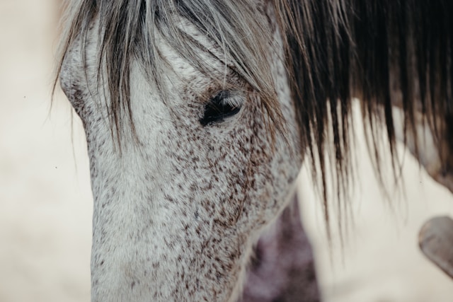 Close-up of a Lipizzaner horse at Lipica Stud Farm, Slovenia
